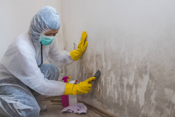 Environmental Consulting for Mold Prevention in Belle, WV